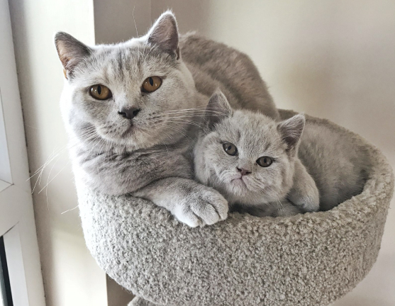 Lilac British Shorthair