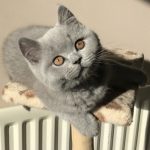 British Blue kitten
