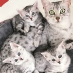 Silver Egyptian Mau and kittens