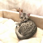 Silver Egyptian Mau kitten