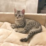 Silver Egyptian Mau kitten