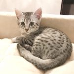 Silver Egyptian Mau kitten