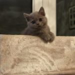 Lilac British Shorthair kitten