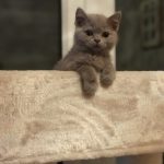 Lilac British Shorthair kitten