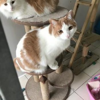 Ginger and white cats