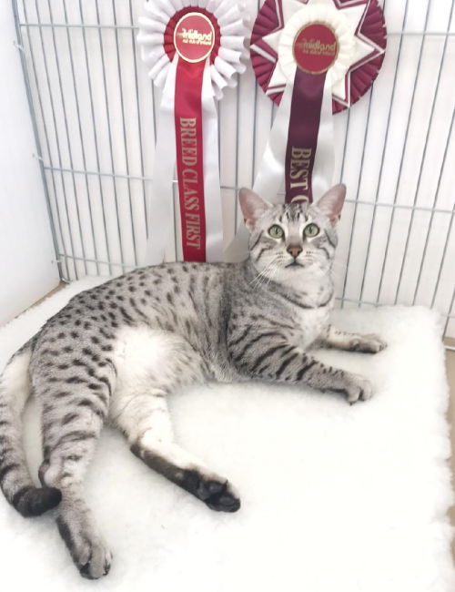 Silver Egyptian Mau cat
