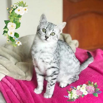 Pretty Silver Egyptian Mau cat