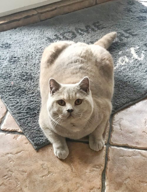 Lilac Tortie British Shorthair cat