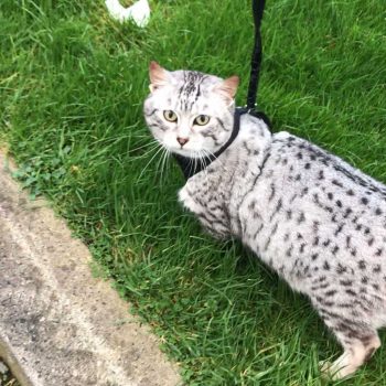 Silver Egyptian Mau