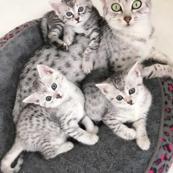 Silver Egyptian Mau mum and kittens