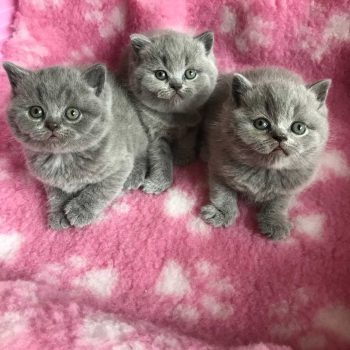 British Blue kittens