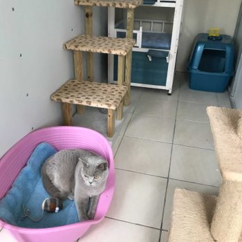 Boarding cattery room