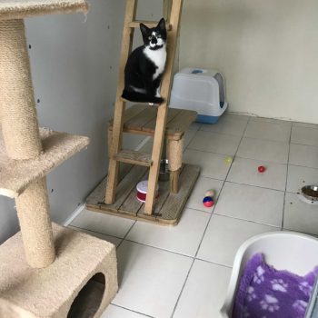 Boarding cattery room