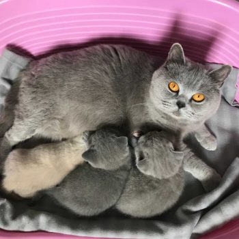 British Blue cat and kittens