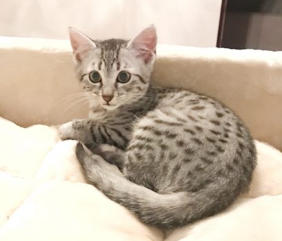 Silver Egyptian Mau kitten
