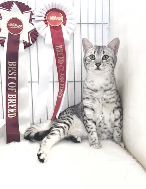 Silver Egyptian Mau Female Cat