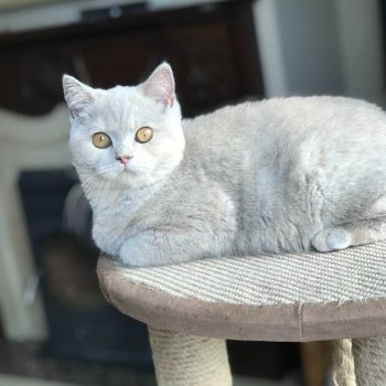 Lilac tortie British Shorthair