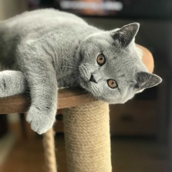 Blue British Shorthair kitten