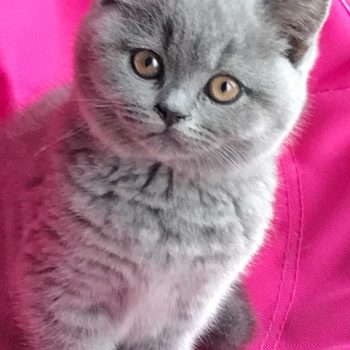 Blue British Shorthair kitten