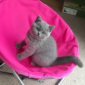 Blue British Shorthair kitten