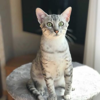 Silver Egyptian Mau