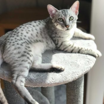 Silver Egyptian Mau cat