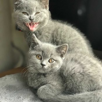 Blue British Shorthair kittens