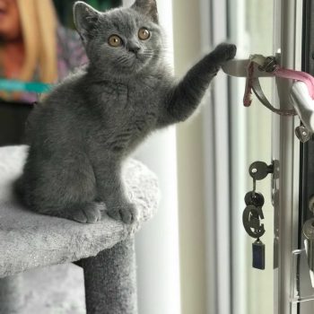 Blue British Shorthair kitten