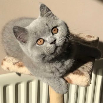 Blue British Shorthair kitten