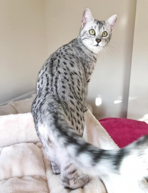 Silver Egyptian Mau Female cat