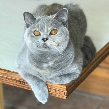 Blue tortie British Shorthair