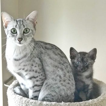 Silver Egyptian Mau and smoke kitten